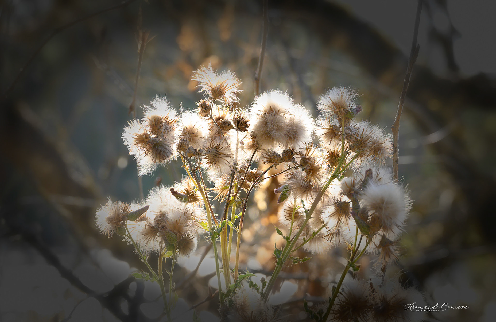 Backlight