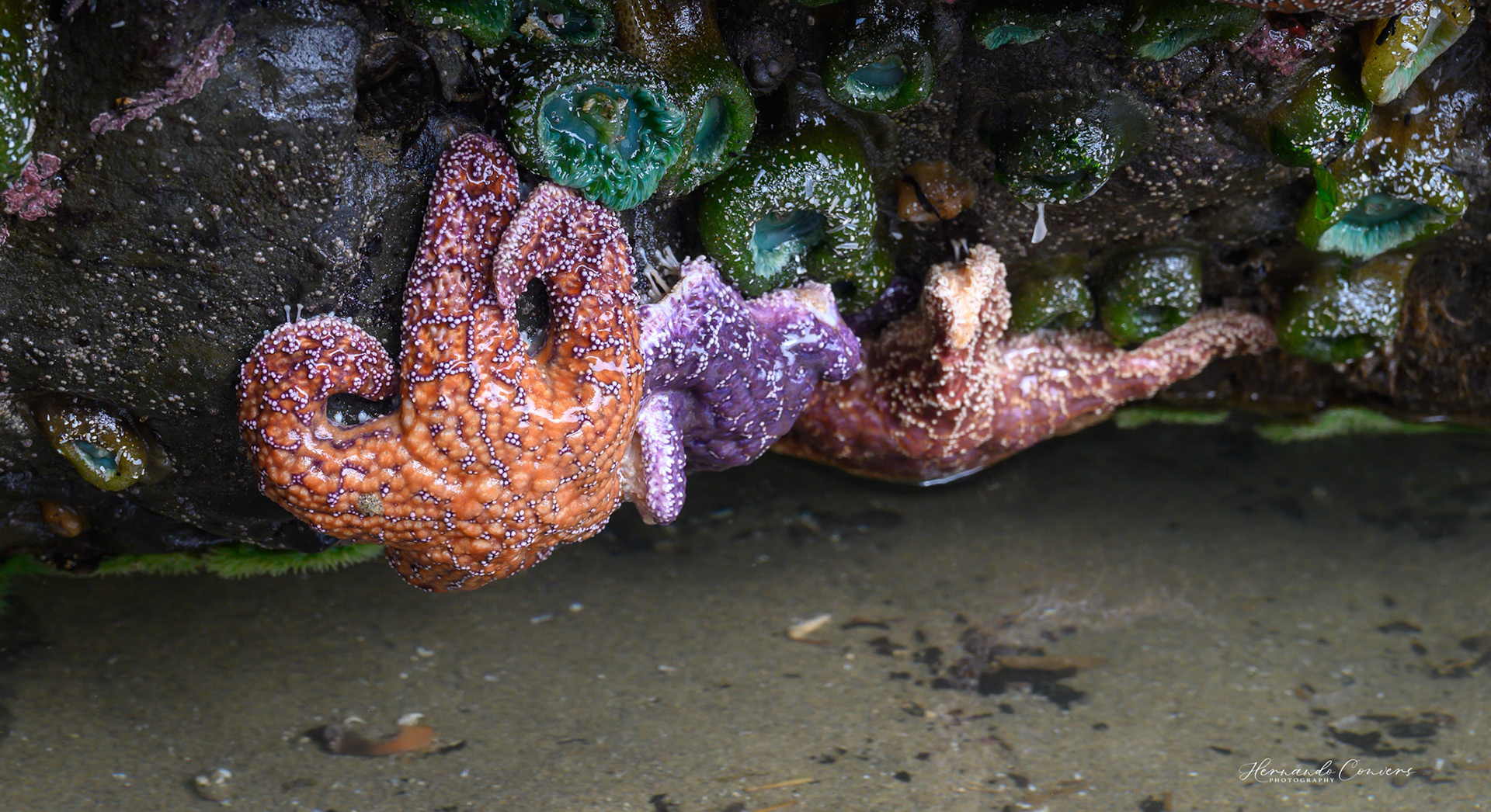 Starfish - Neskowin Ghost Forest