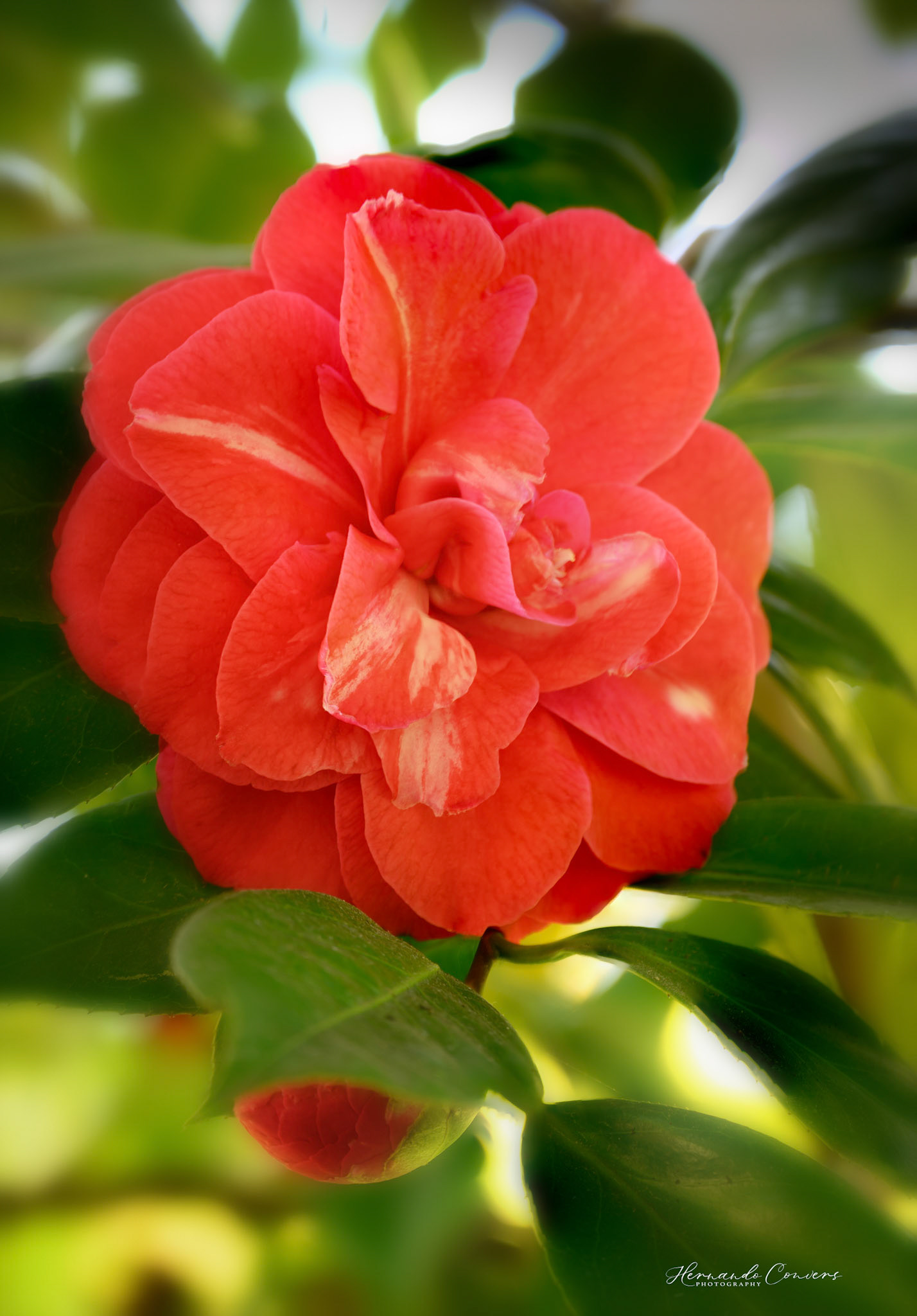 Camellia