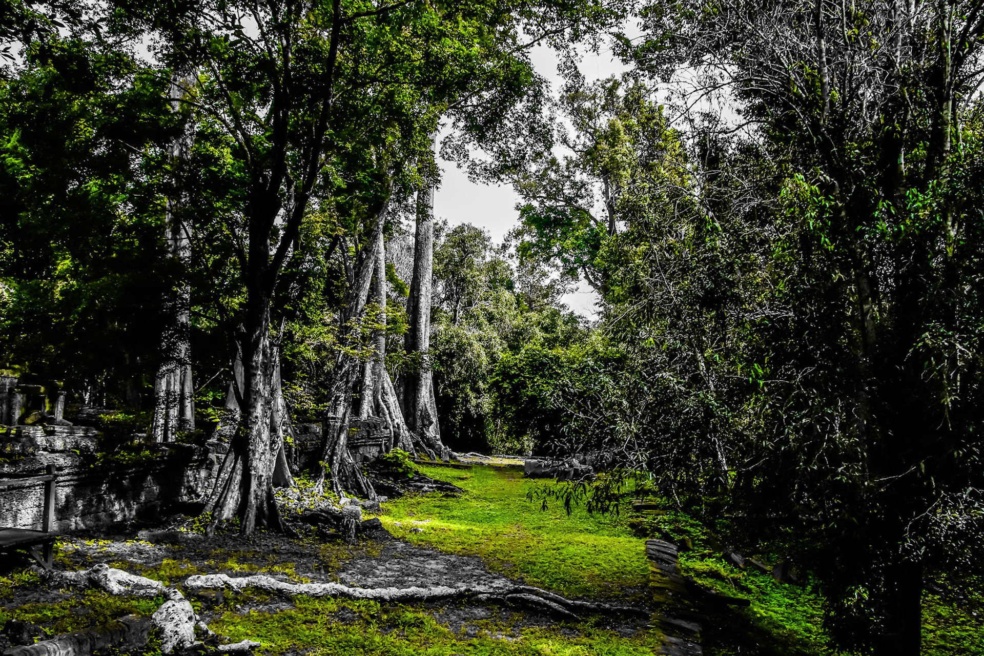 Fangorn Forest