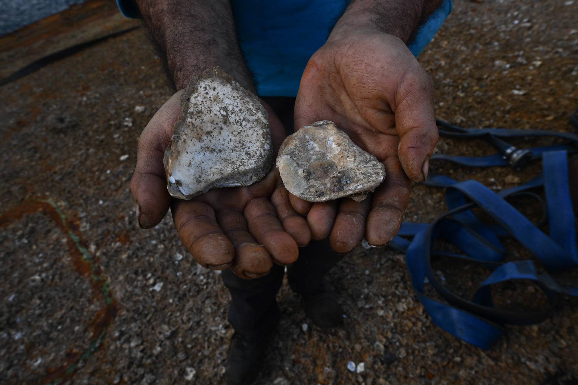 A shipyard worker displays shells found on the “Corfu Island” shipwreck, in the town Perama, west of Athens, Greece, Friday, Nov. 2, 2018.