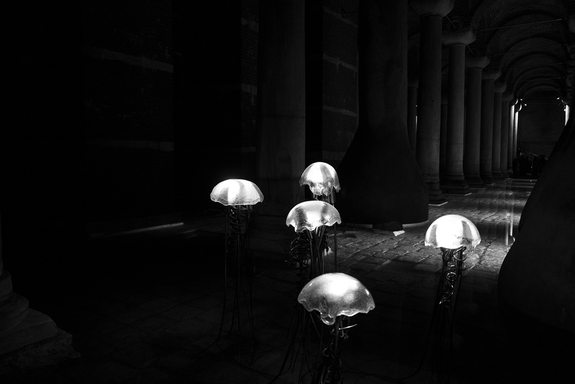 Jellyfish, Basilica Cistern - #T11