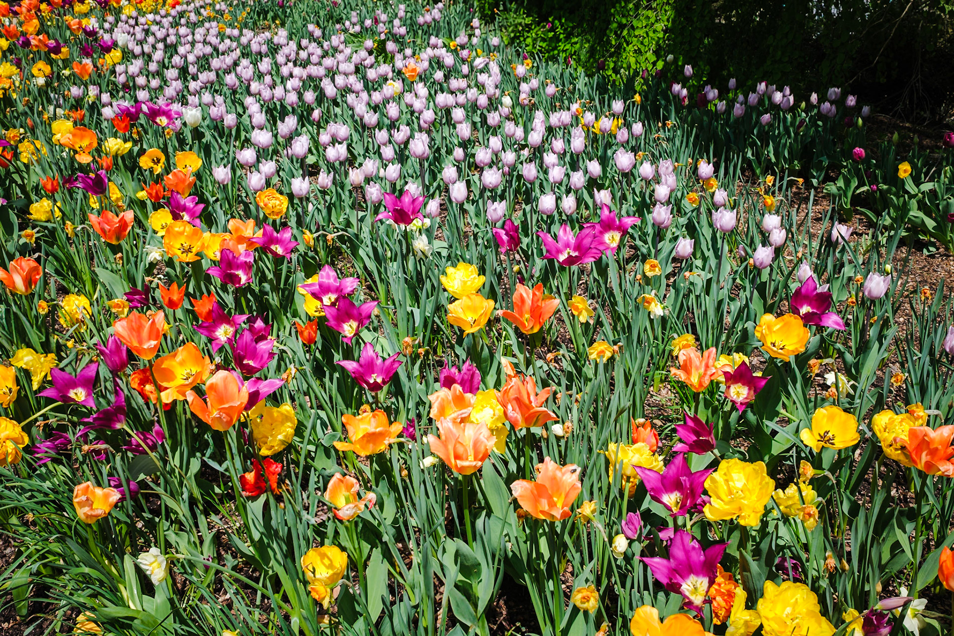 Brookside Gardens, Wheaton, Maryland