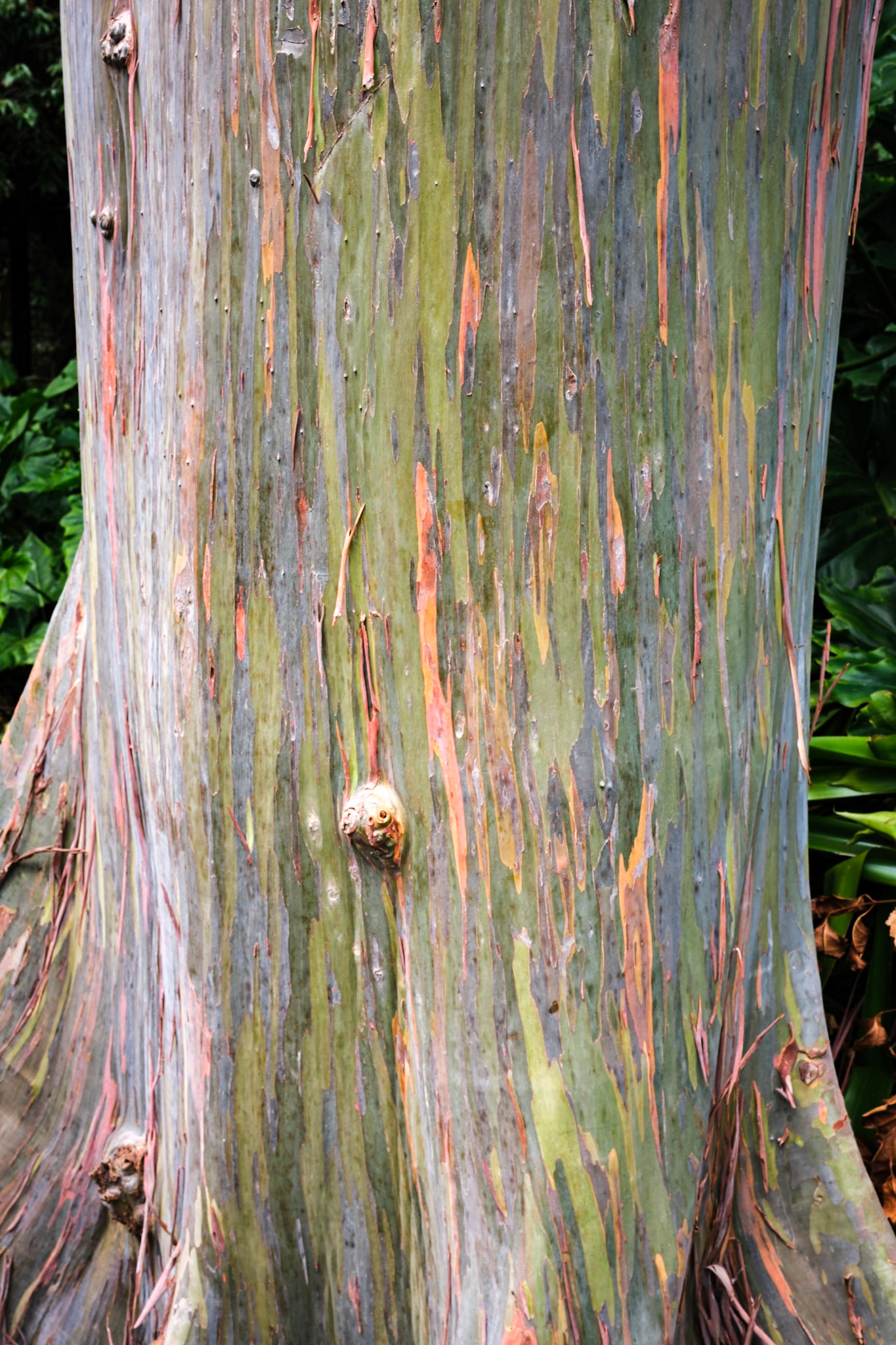 Fairchild Tropical Botanic Garden, Coral Gable, Florida