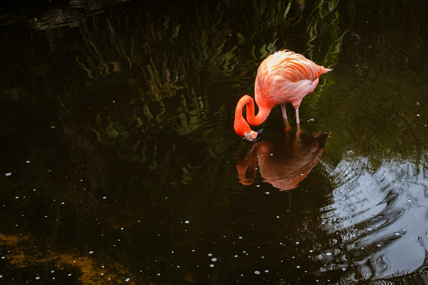 Flamingo Gardens, Davie, Florida
