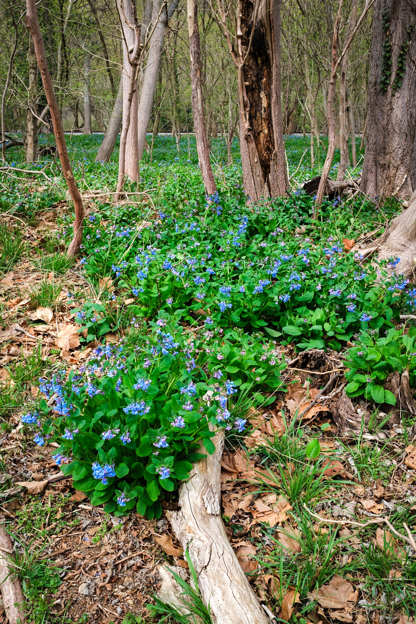 Harpers Ferry, West Virginia, 2025