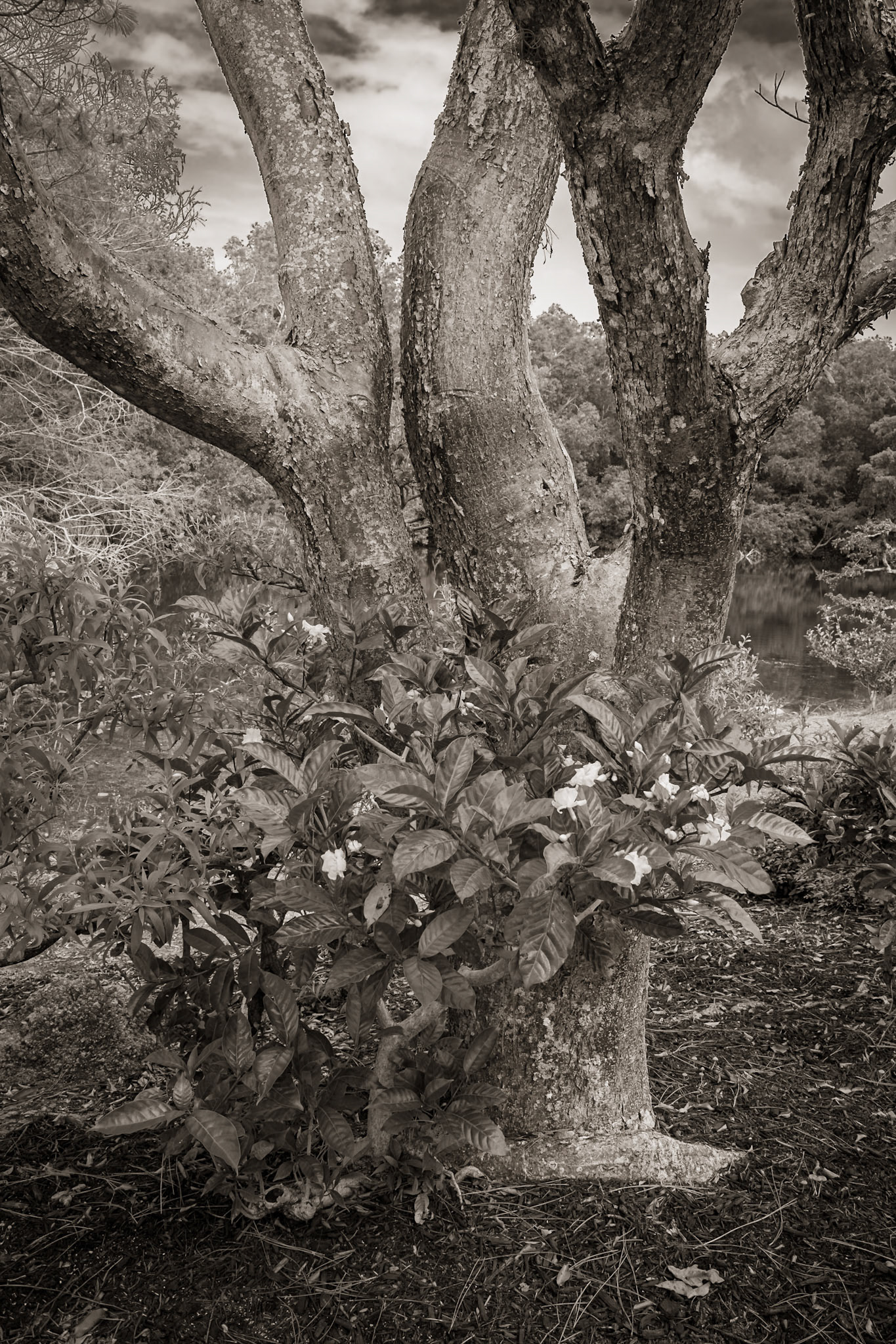 Morikami Museum and Japanese Gardens, Delray Beach, Florida