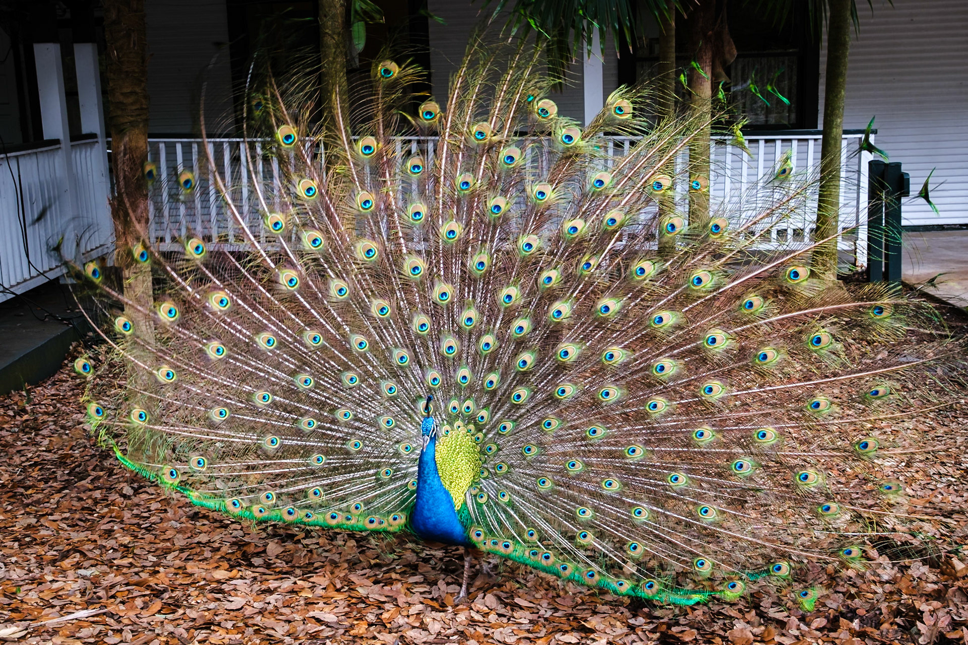 Flamingo Gardens, Davie, Florida