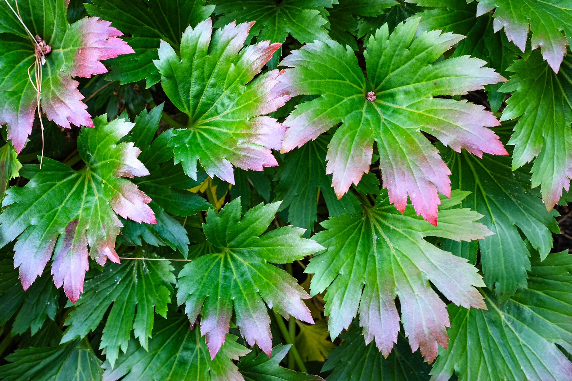 Meadowlark Botanical Gardens, Vienna, Virginia