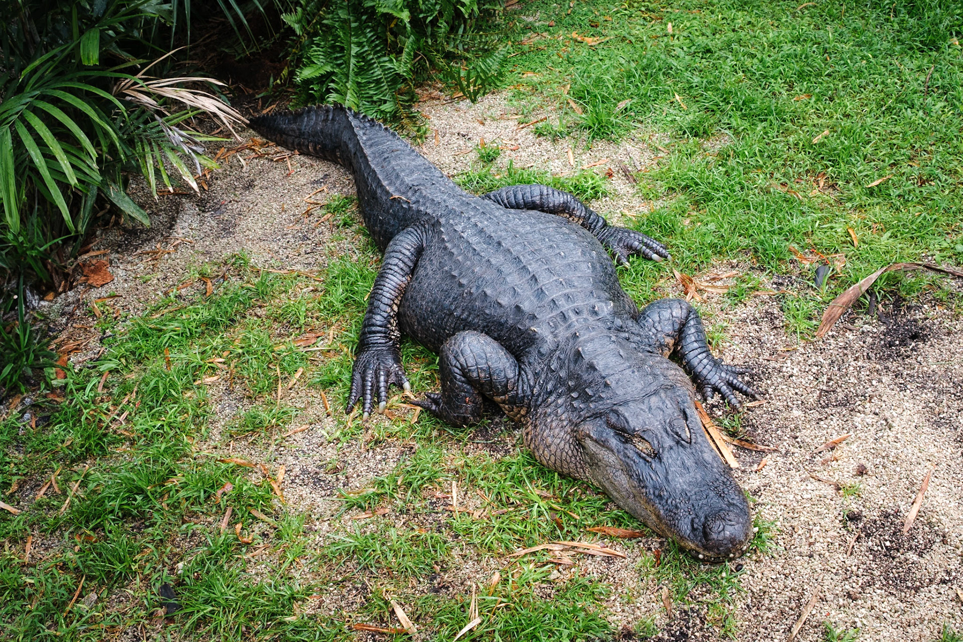 Flamingo Gardens, Davie, Florida