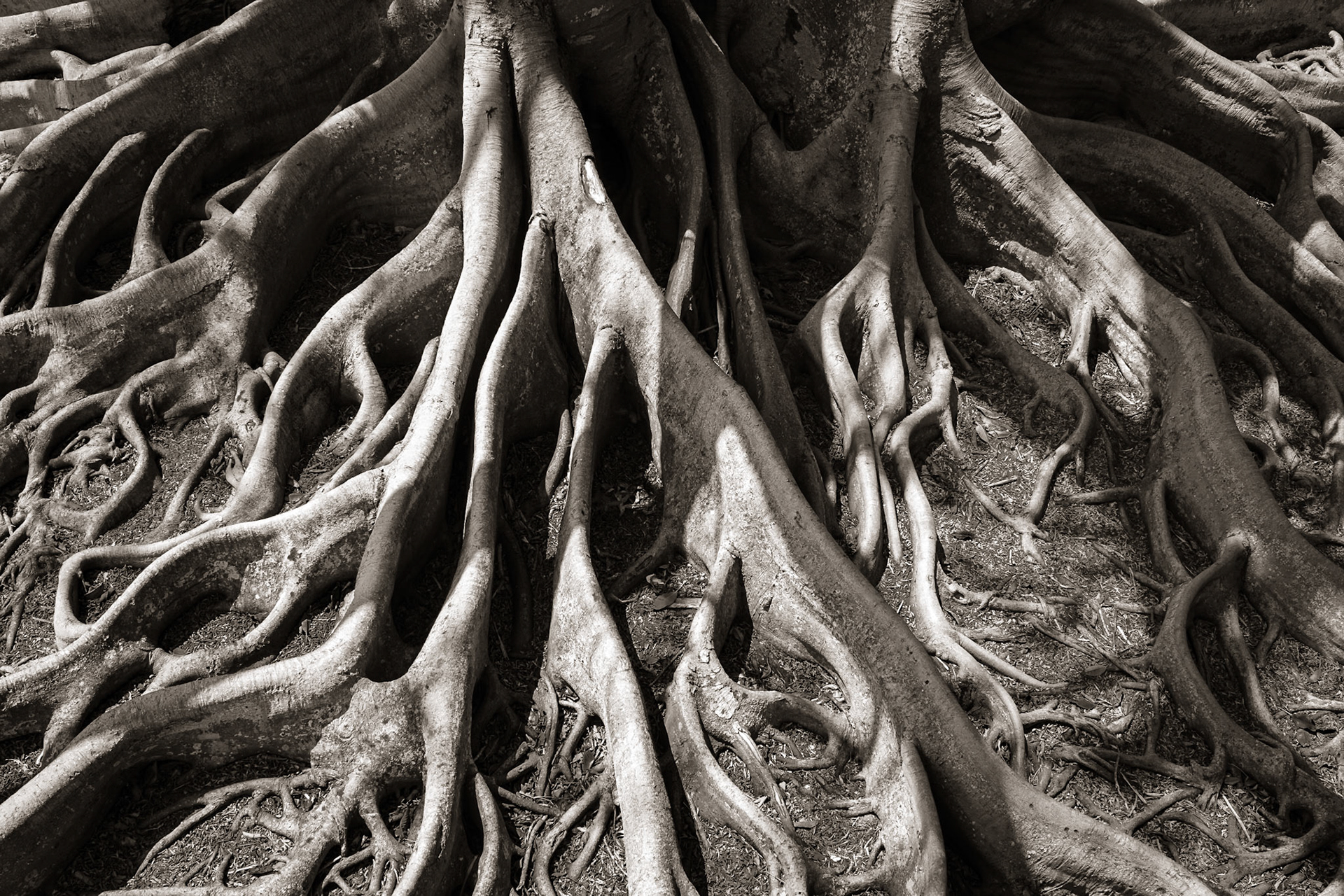 Selby Gardens, Sarasota, Florida