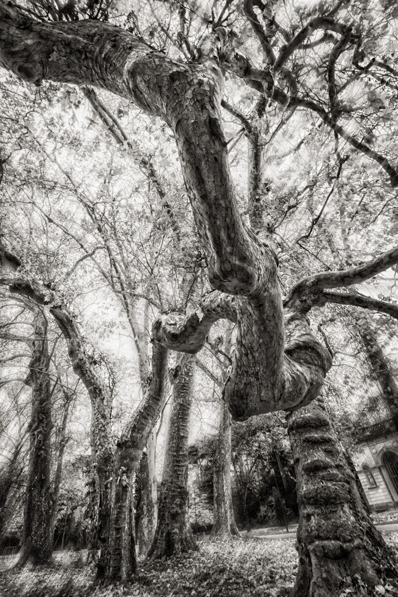 Giant Remarkable plane tree in the Parc de la tête d'or, Lyon, France
