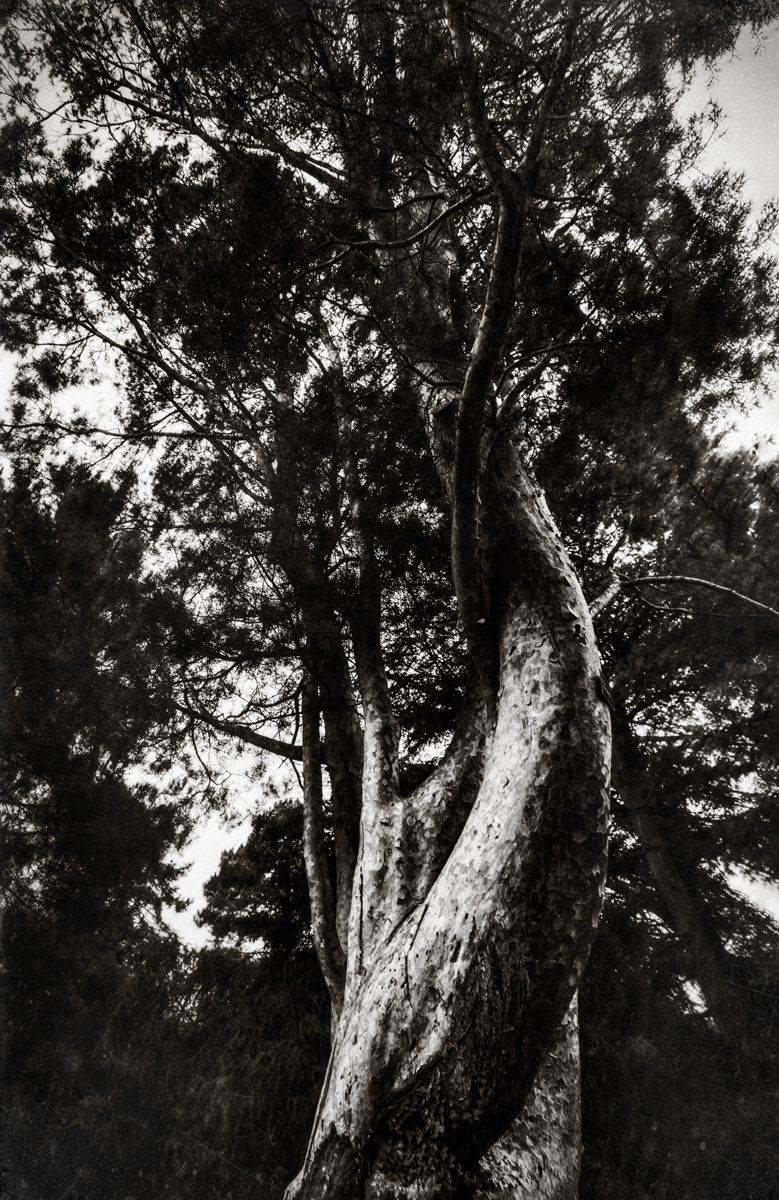 Embraced Pinus bungeana (China), Napoleon pine Parc de la Tête d'Or, Lyon, France This specimen probably comes from the first batch of seeds sent from China to the West via the Botanical Garden of Kew in London around 1860.