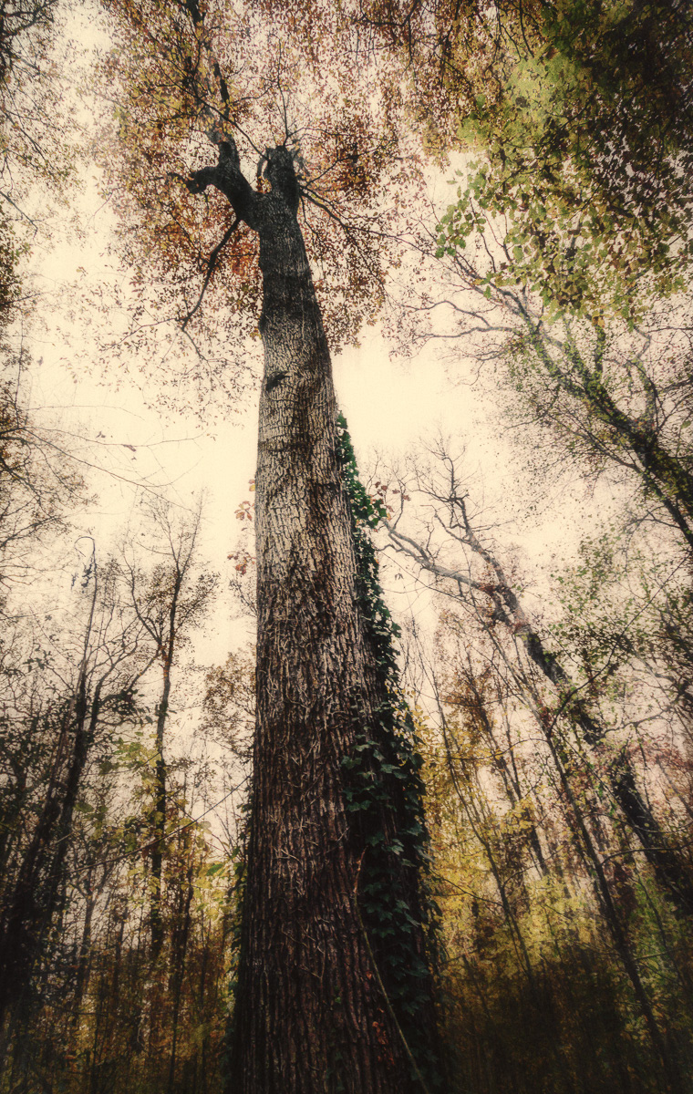 Giant of the woods