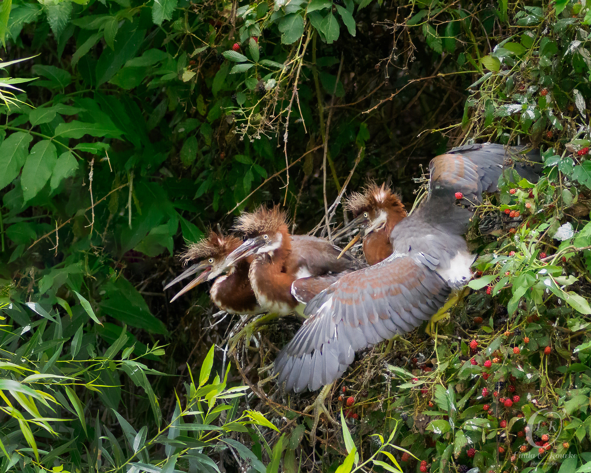 Tricolored Heron young ones chasing Mom for lunch.