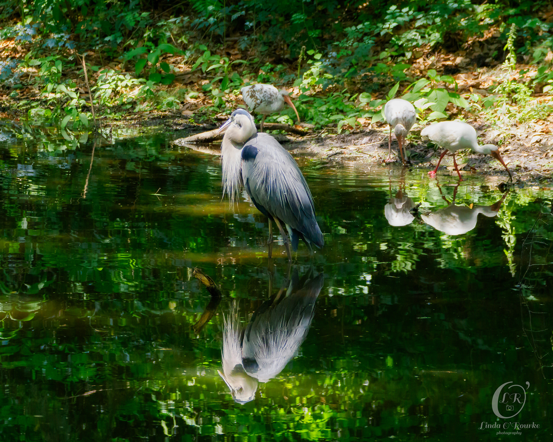 Great Blue Heron, Ibis in the background