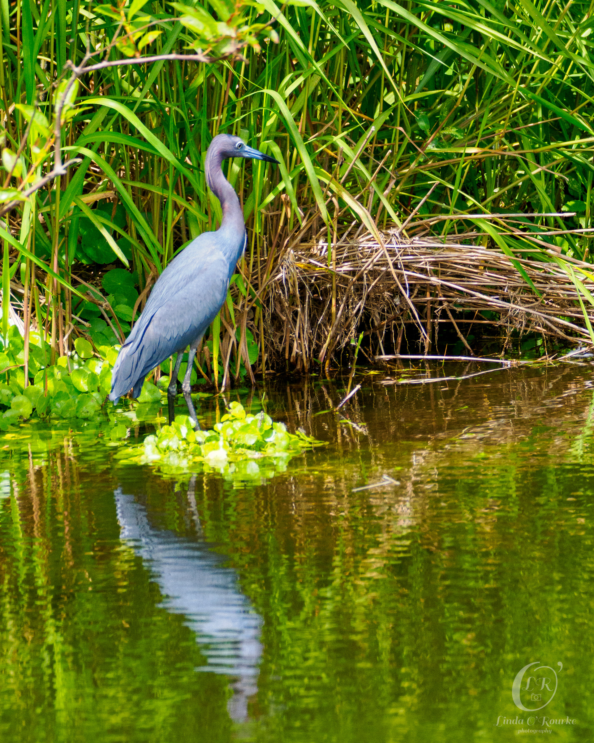 Mature Little Blue Heron