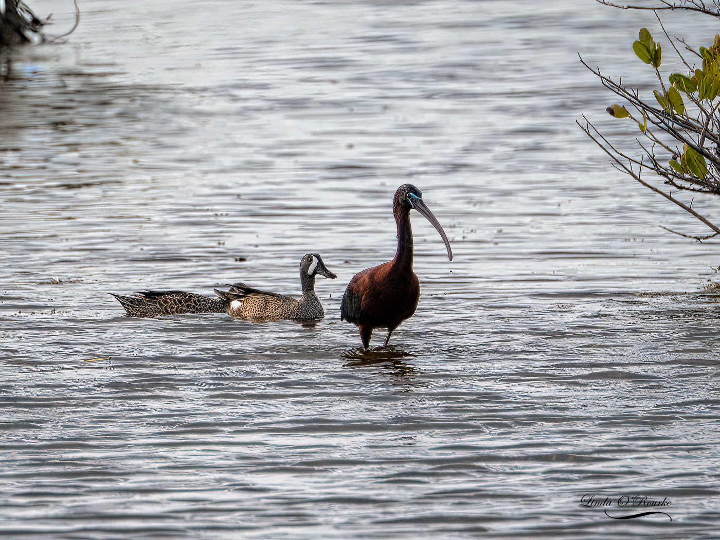 Blue Winged Teal Couple and Glossy Ibis