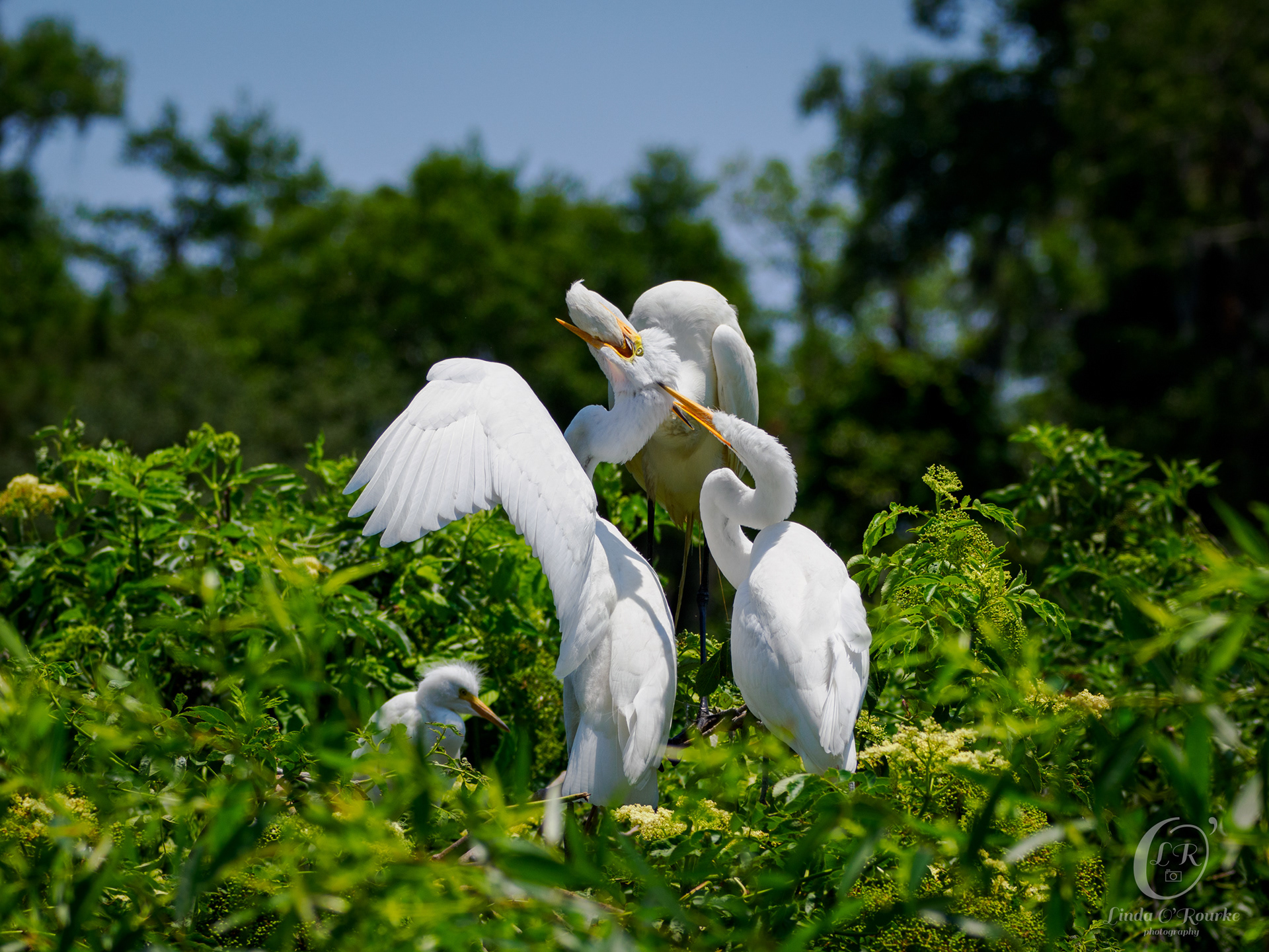 Great Egret Feeding Time (it is quite a spectacle)