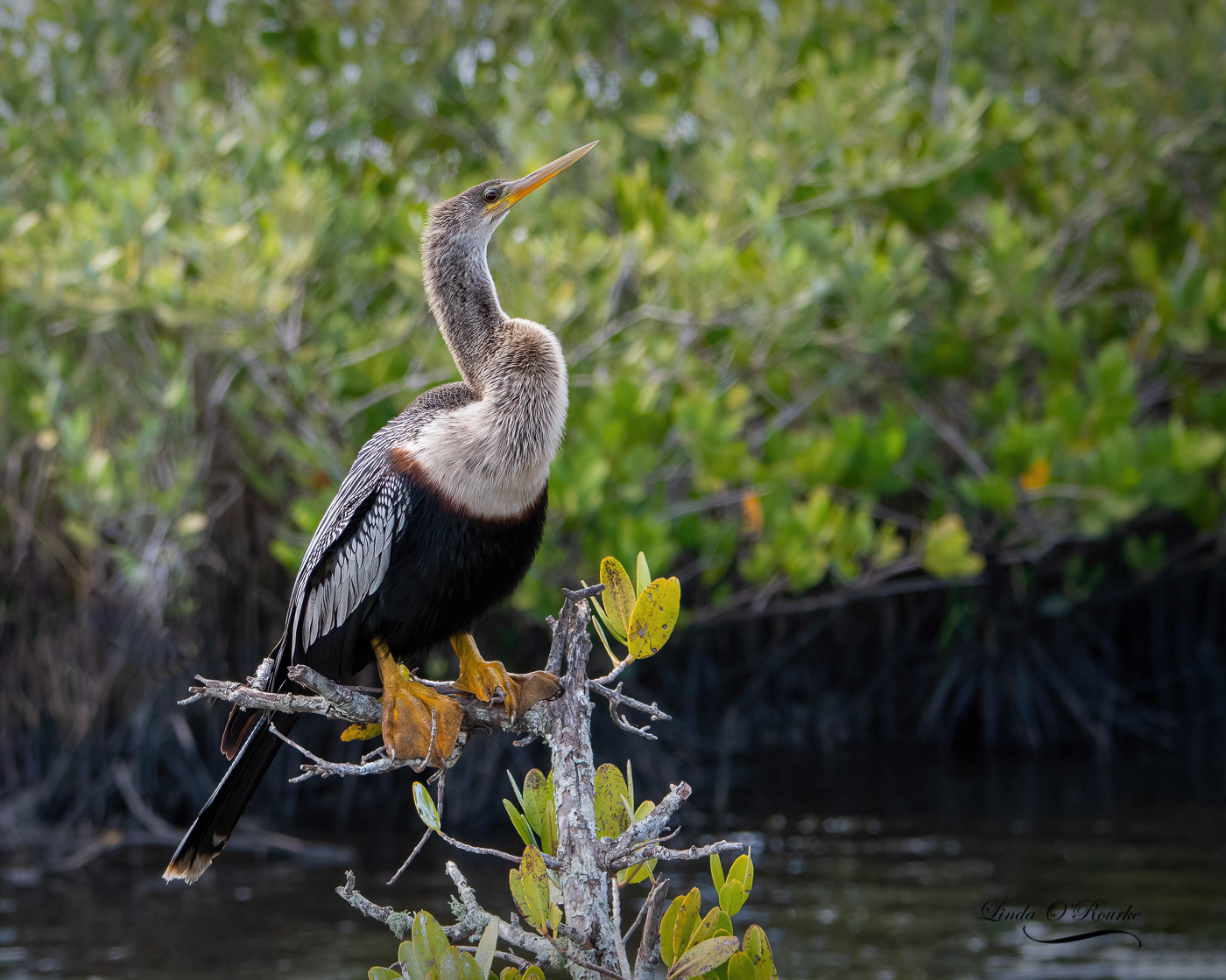 Anhinga
