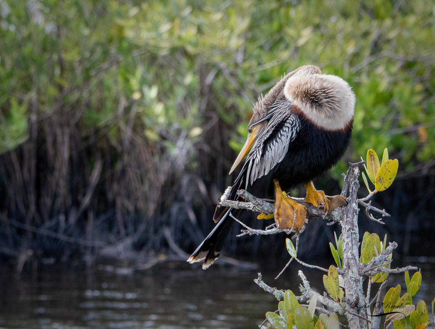 Anhinga
