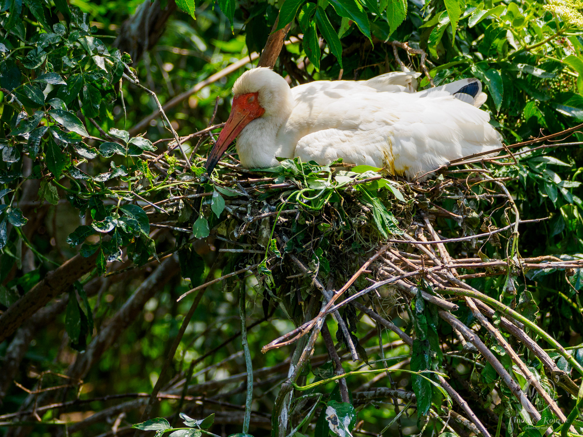 Ibis on the nest