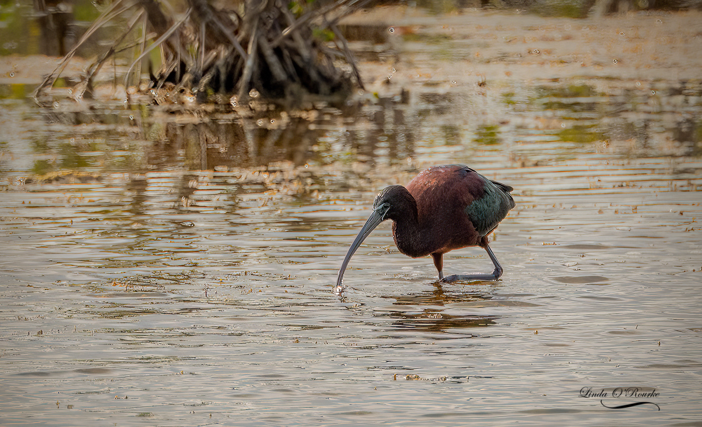 Glossy Ibis