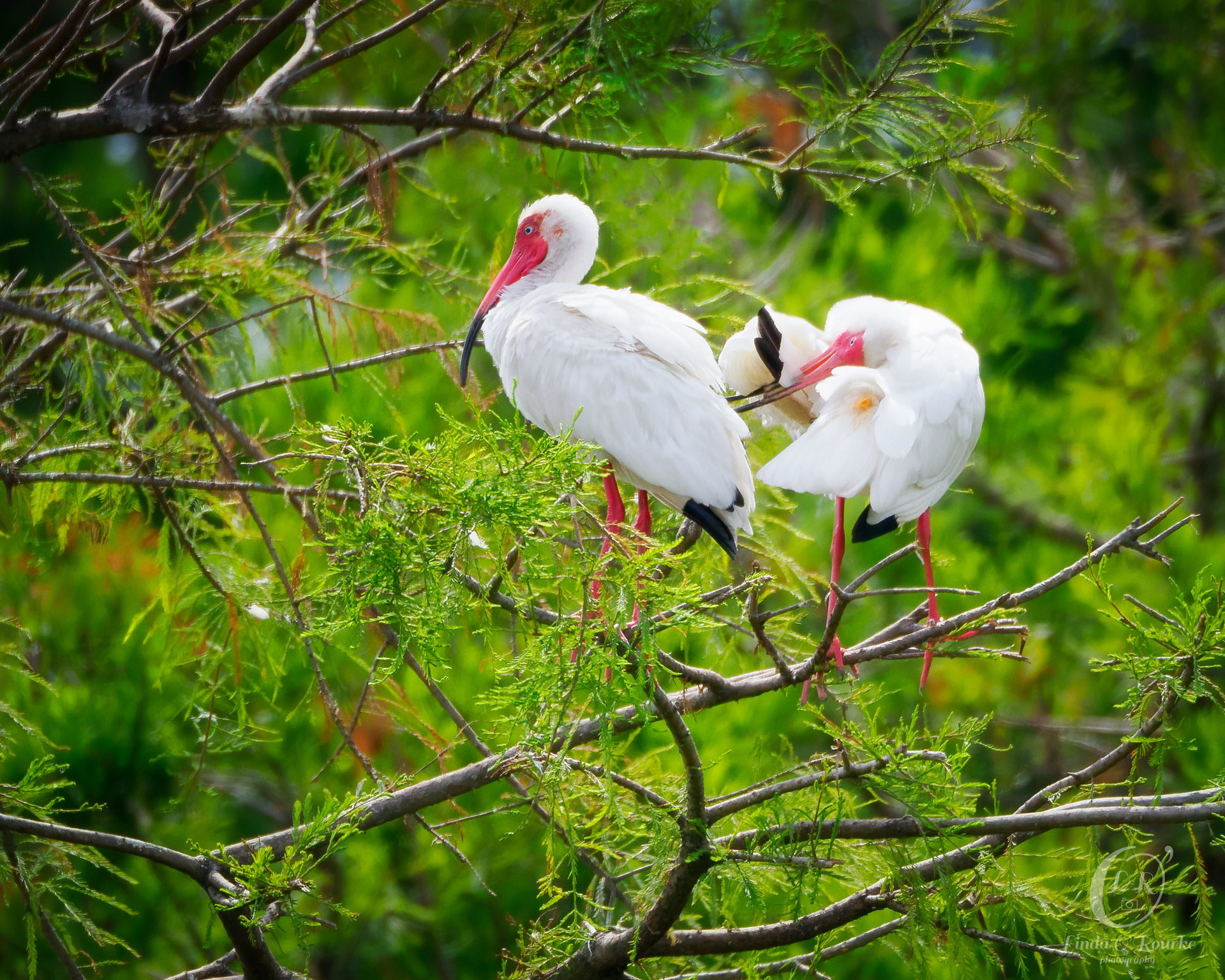 Ibis Pair