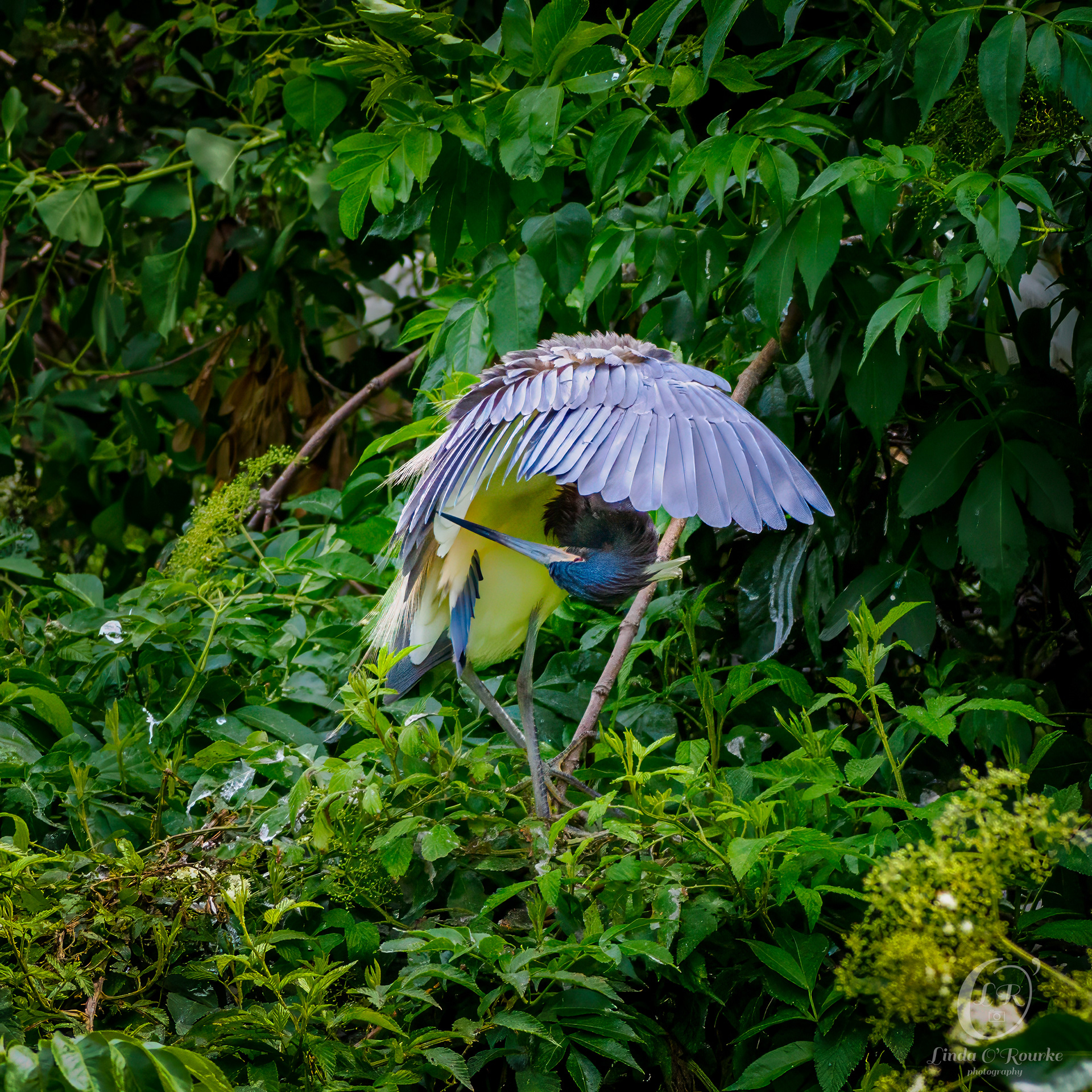 Triccolored Heron Preening