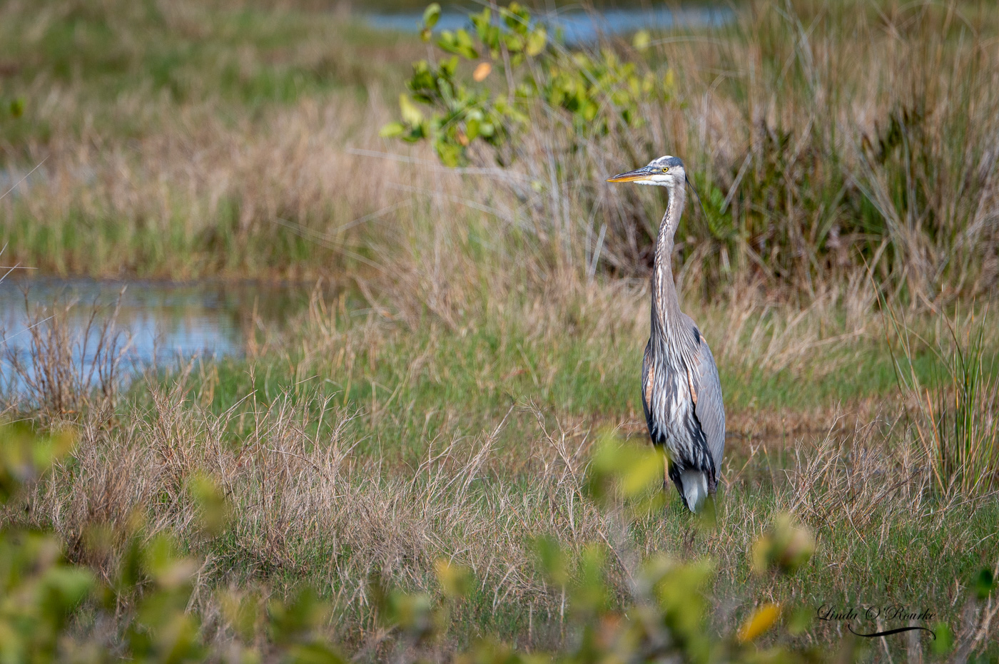 Great Blue Heron