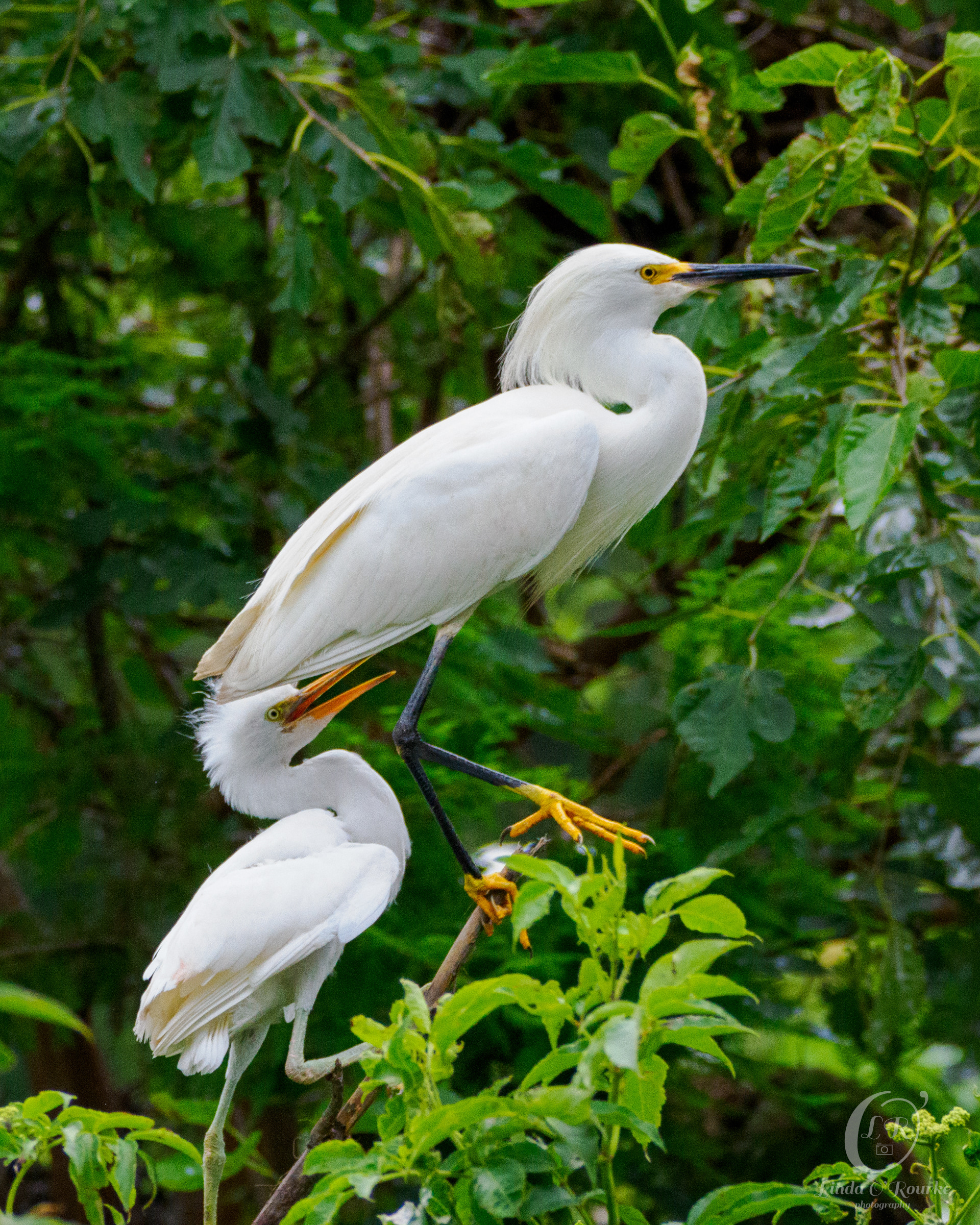 Showy Egret Parent and Chilld