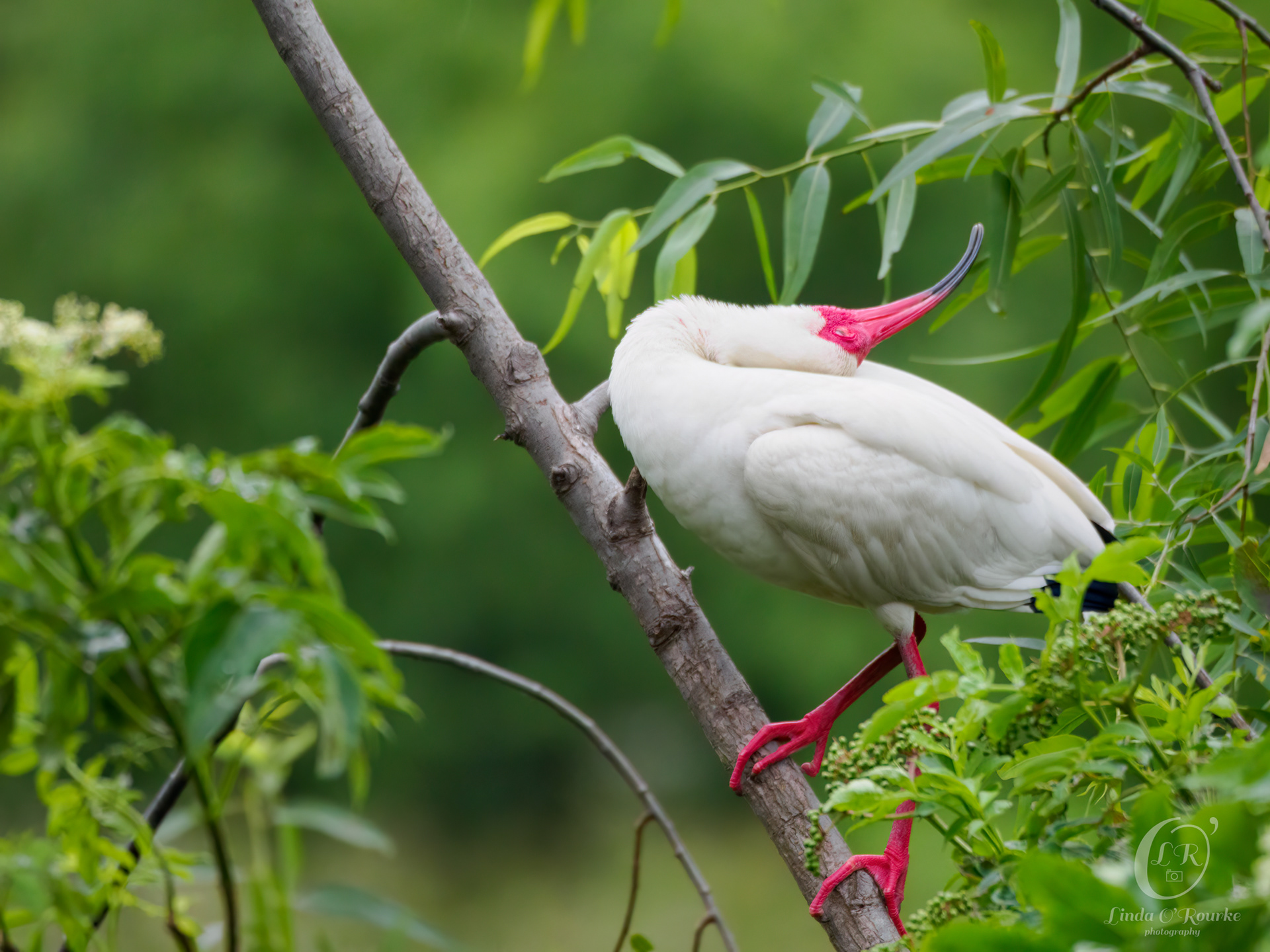 Ibis Dance