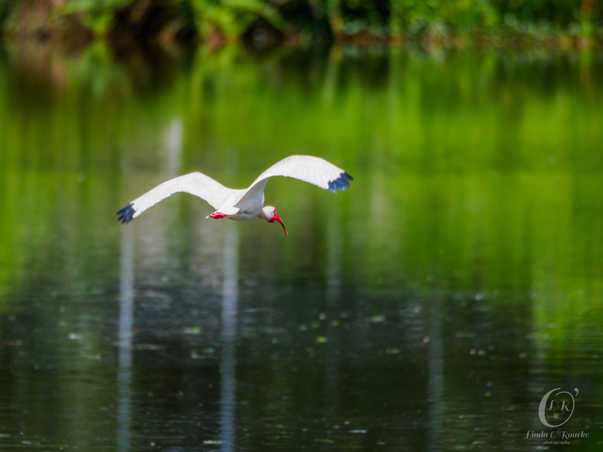 Ibis in Flight
