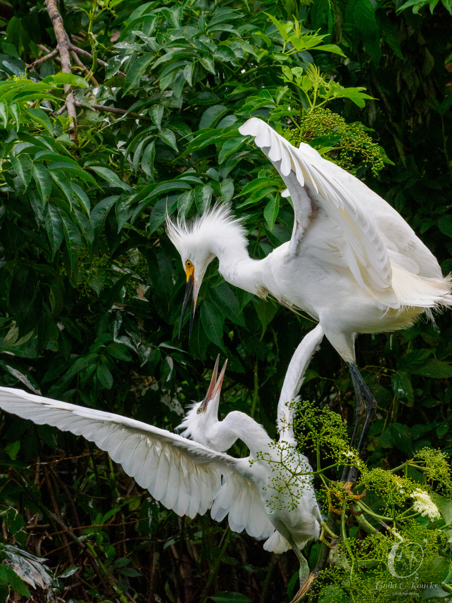 Snowy Egret, feeding time