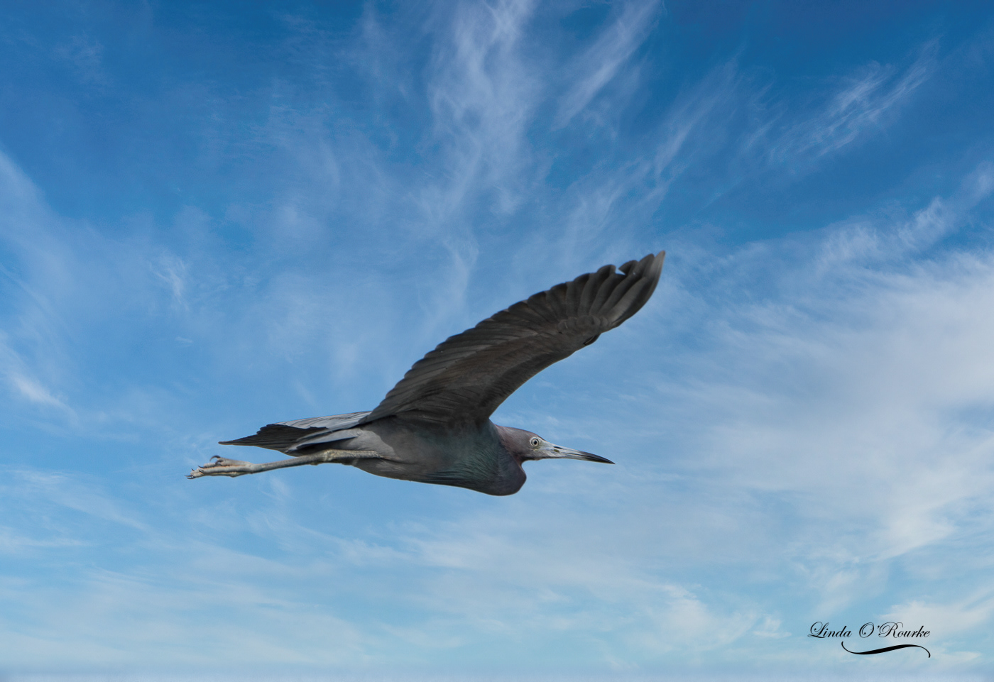 Little Blue Heron