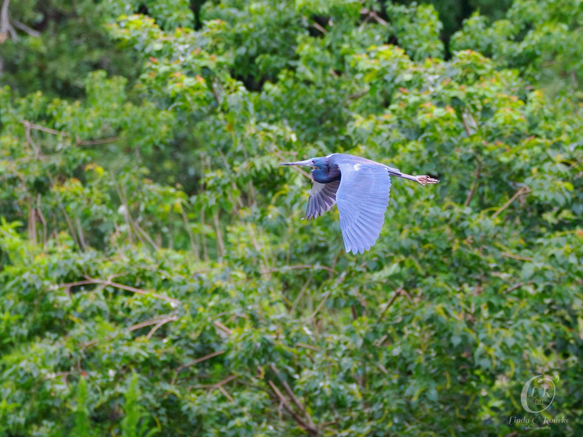 Little Blue Heron in Flight