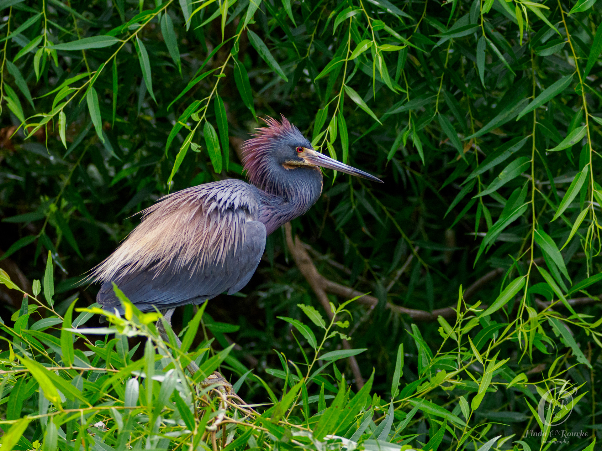 Tricolored Heron Sitting Pretty