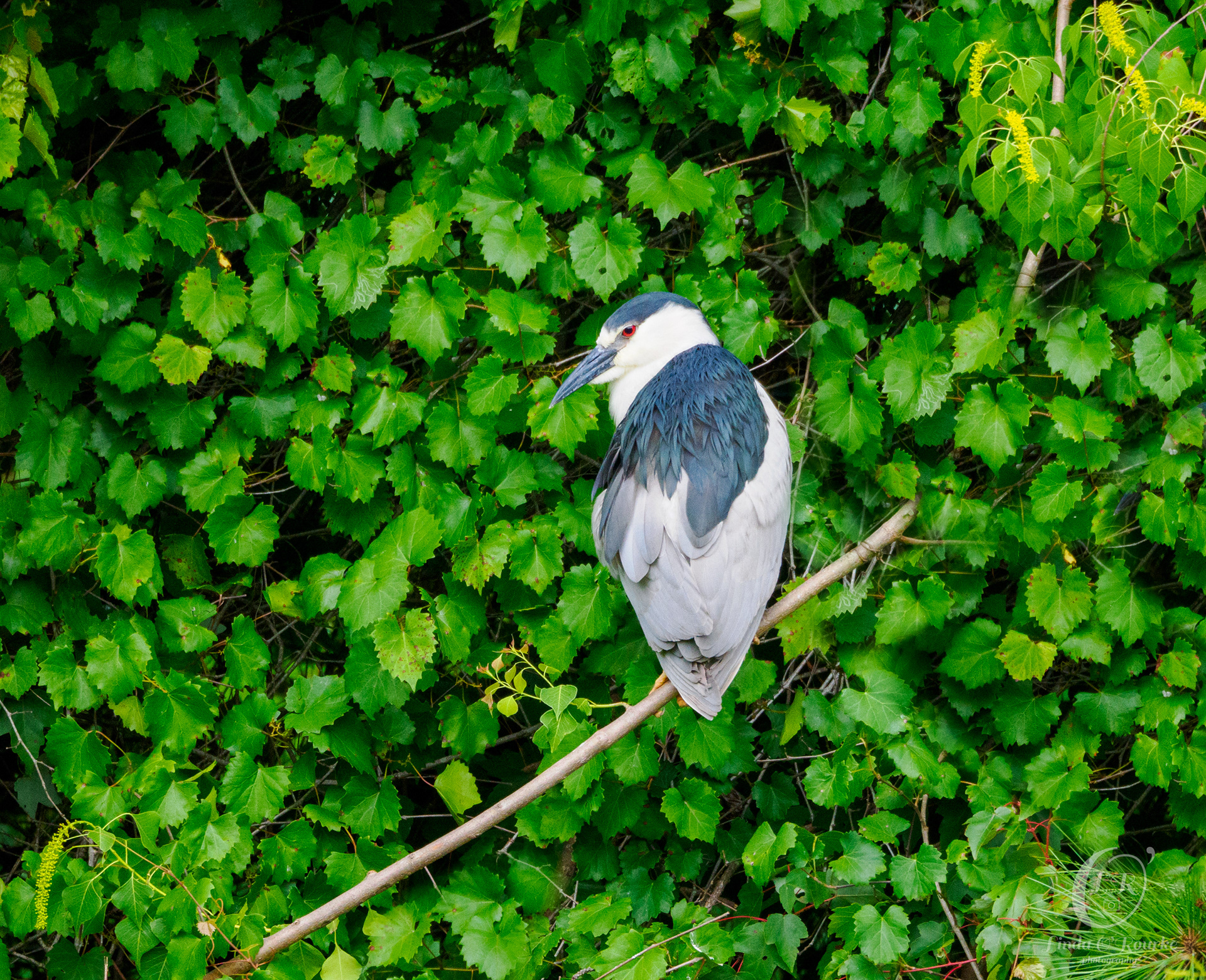 Black Crowned Night Heron
