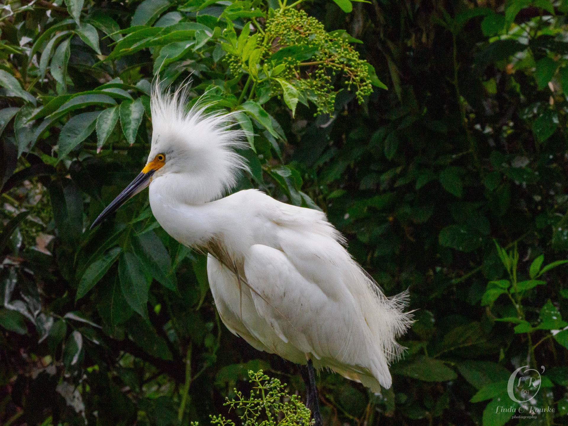 Snowy Egret