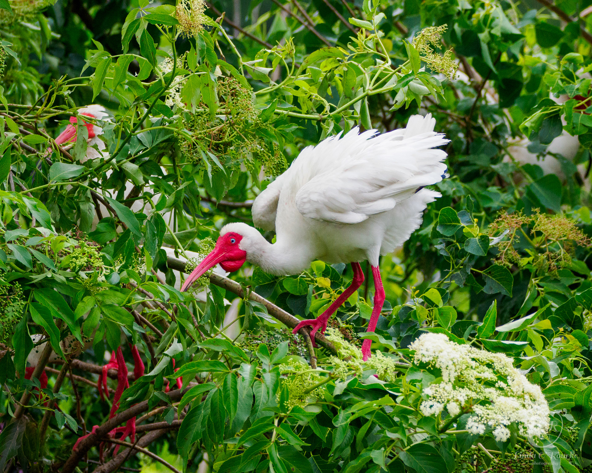Ibis in full breeding colors