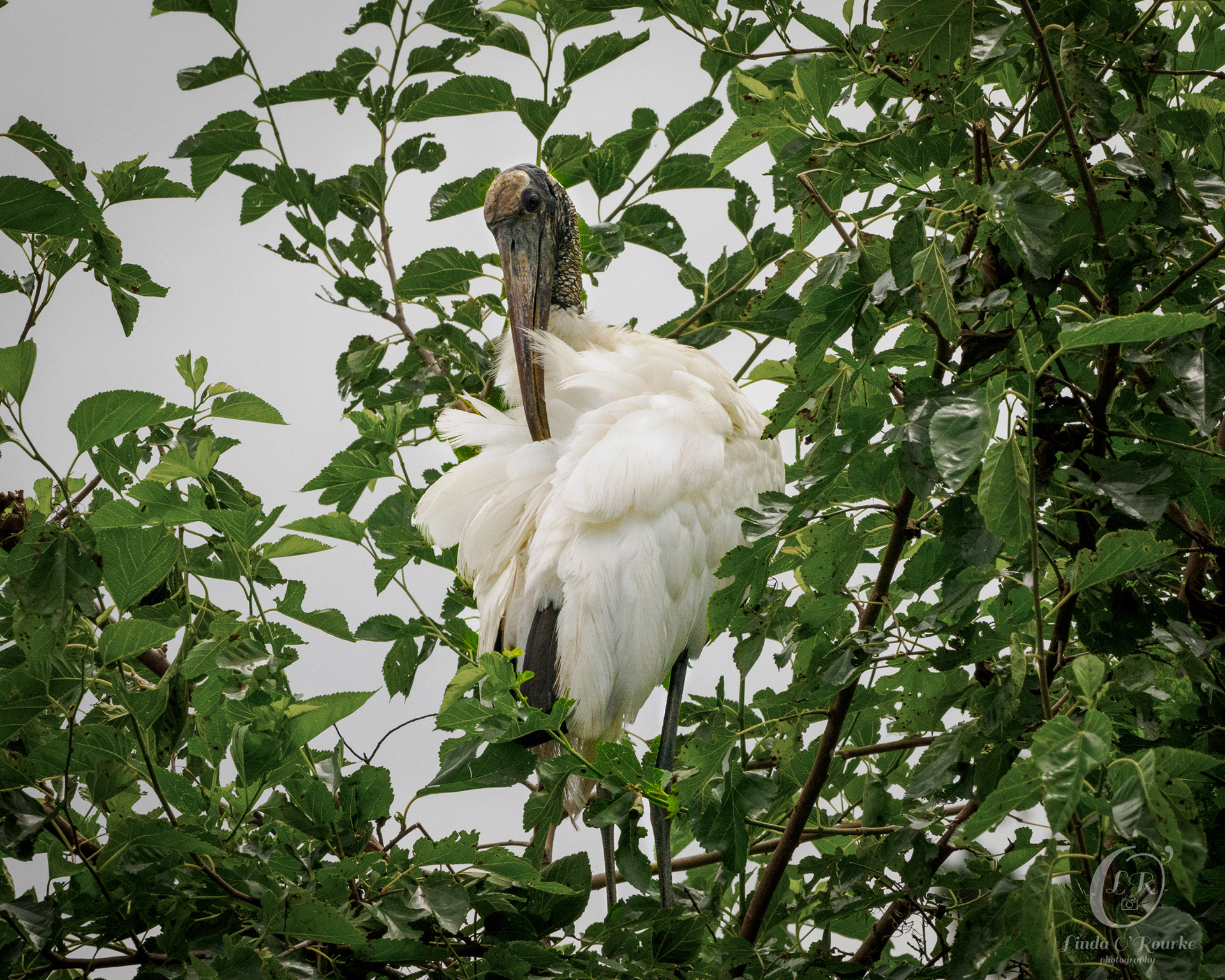 Wood Stork Preening