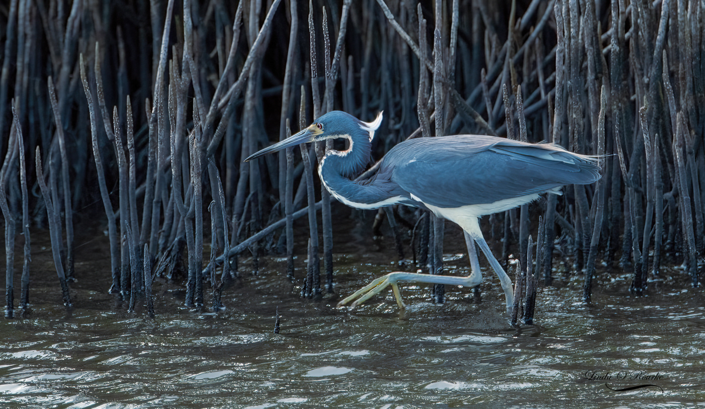 Little Blue Heron