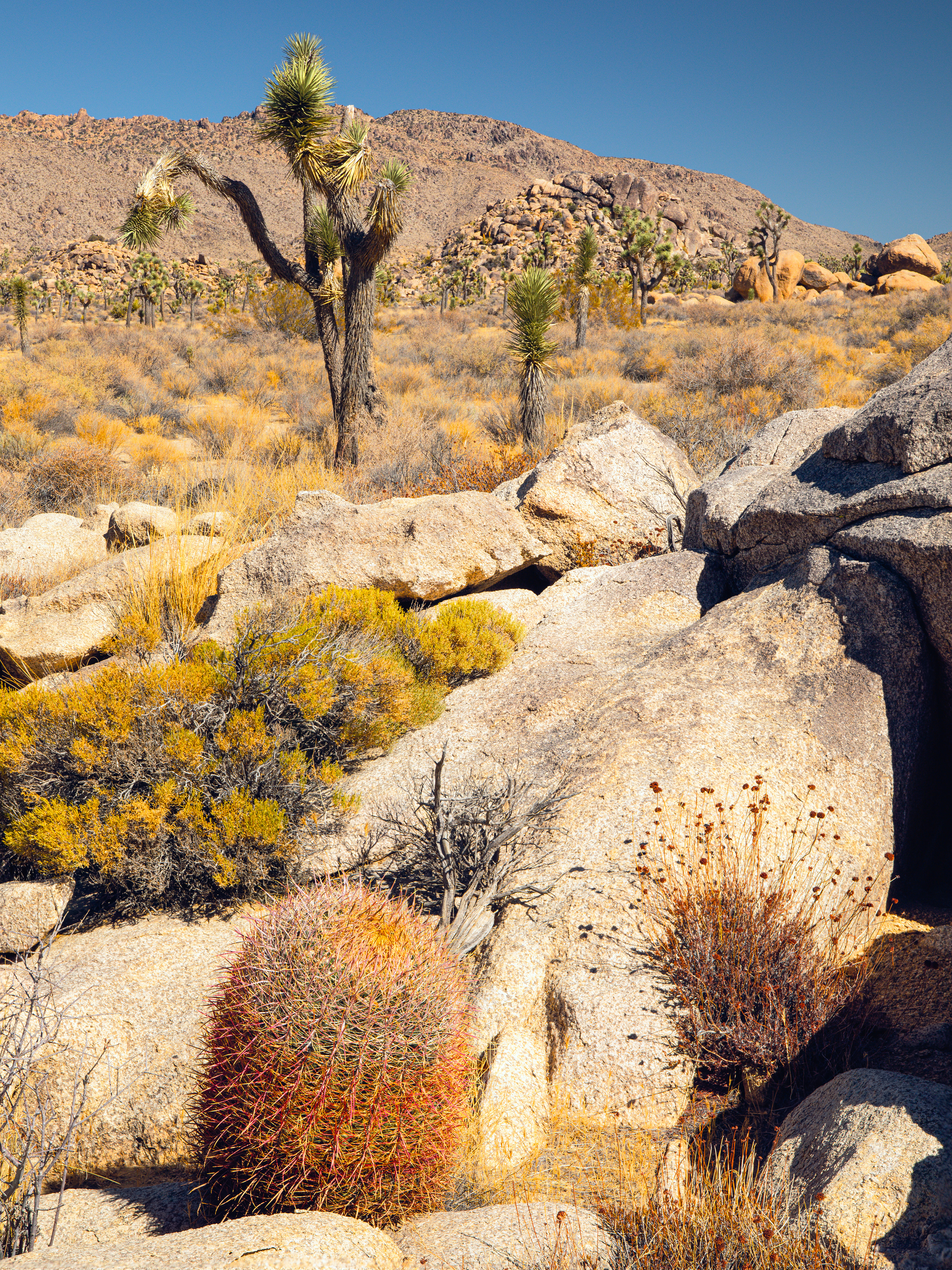 Barrel Cactus