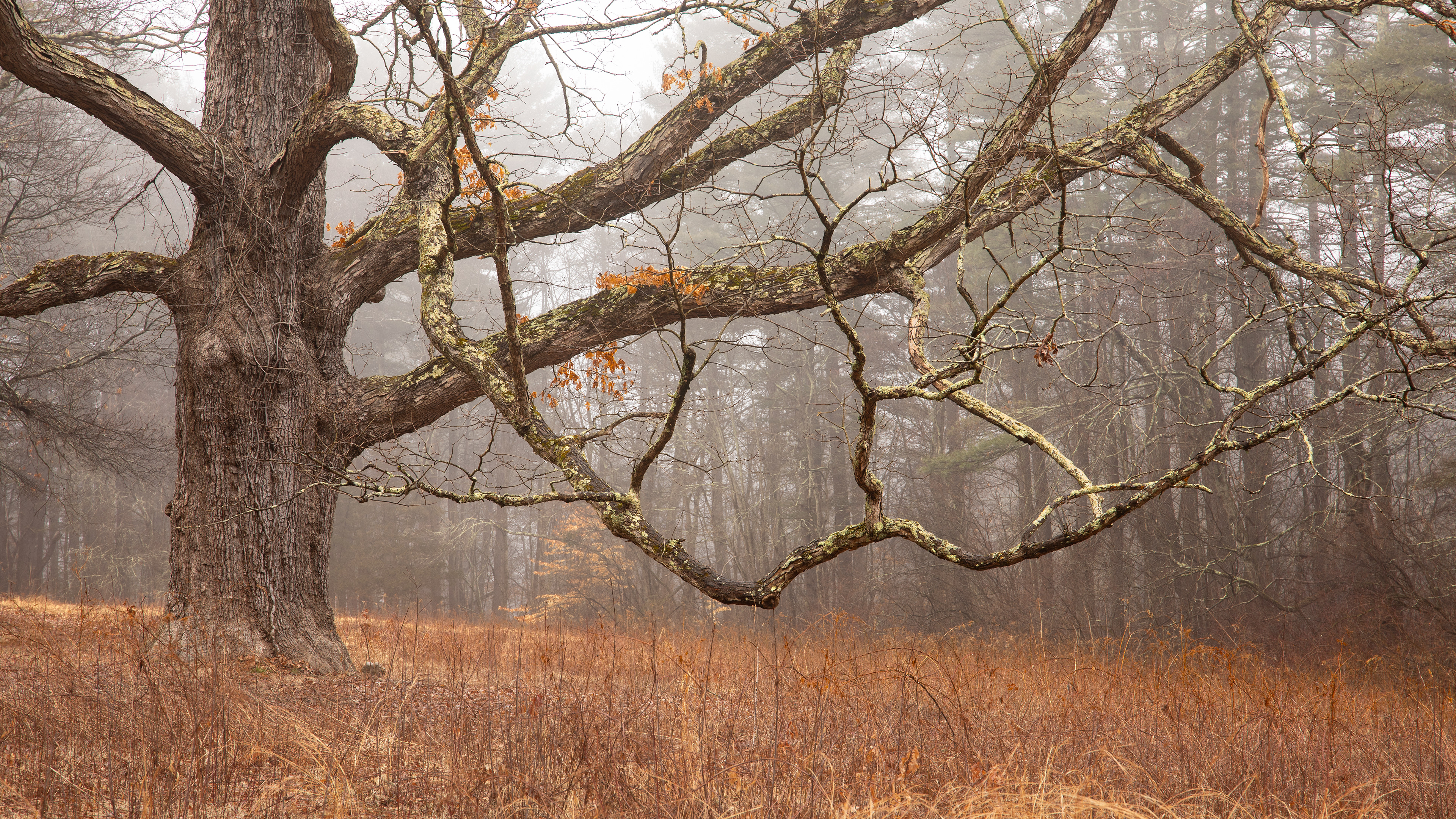 The Elder Stateman in the Fog