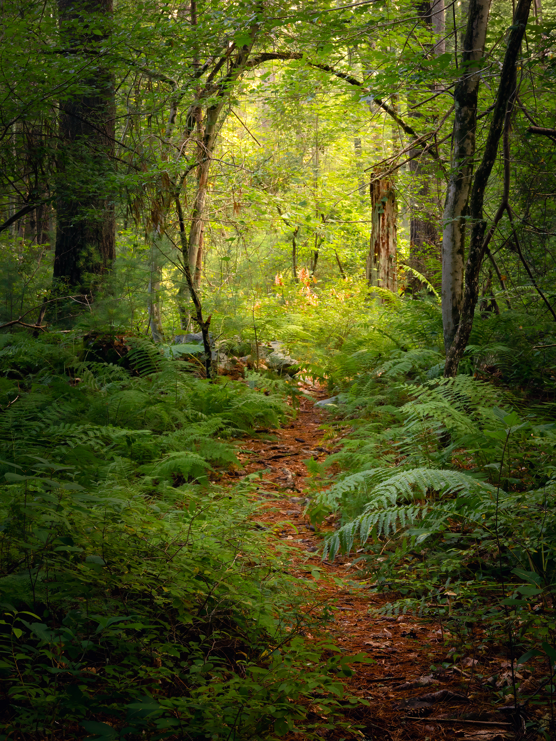 Peter's Woodland Trail
