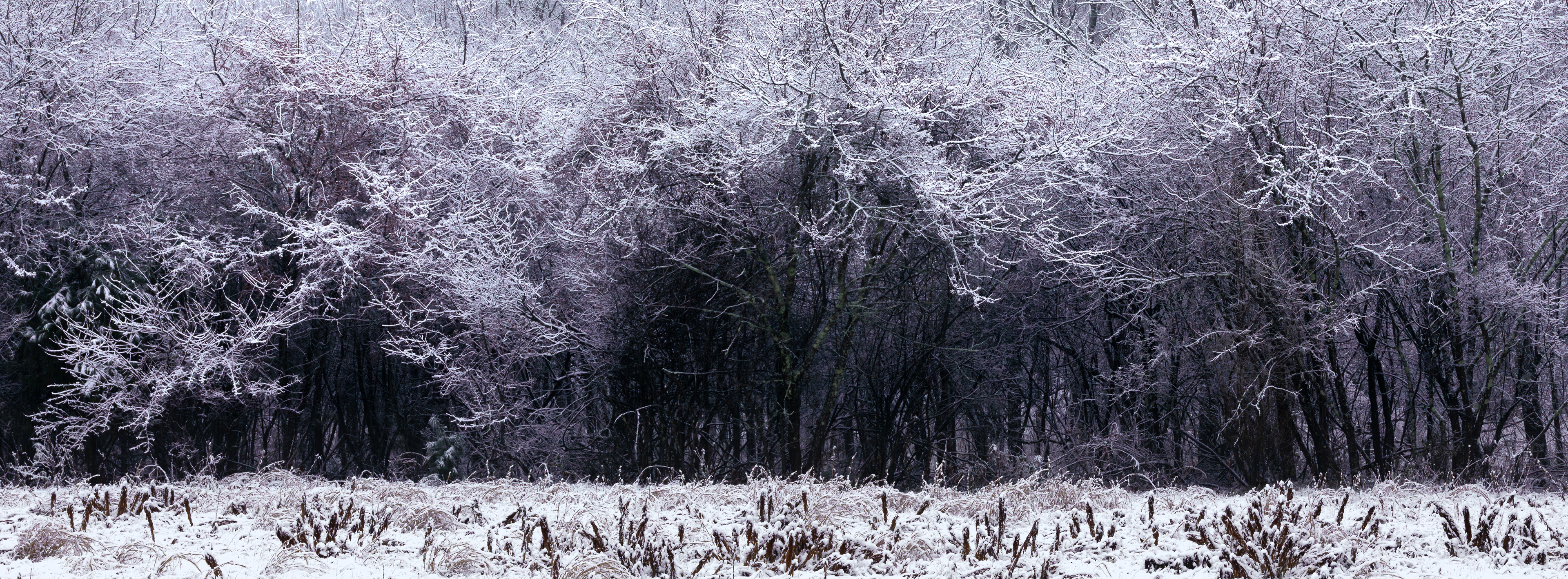 On the Edge of the Forest