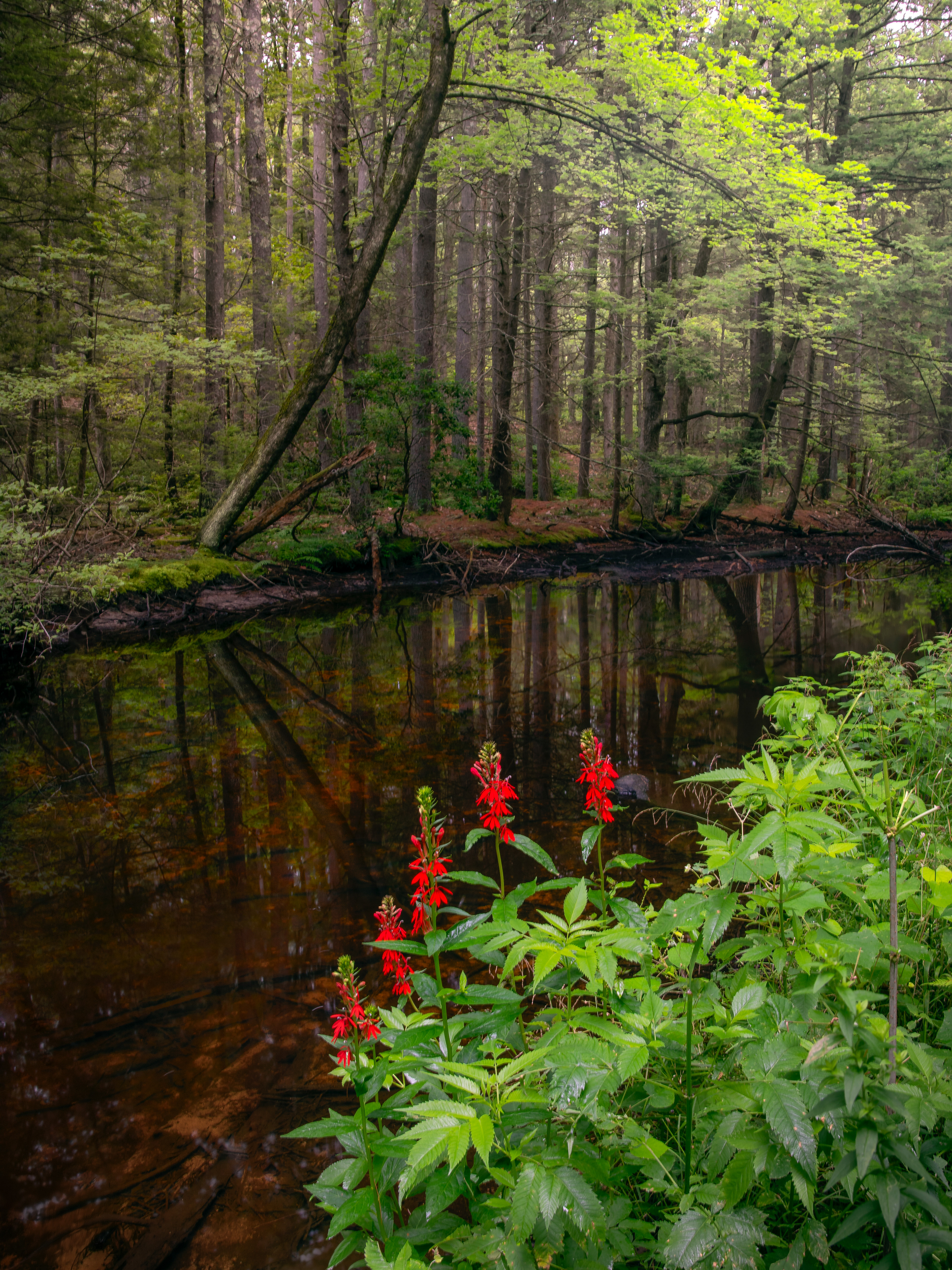 Streamside Red