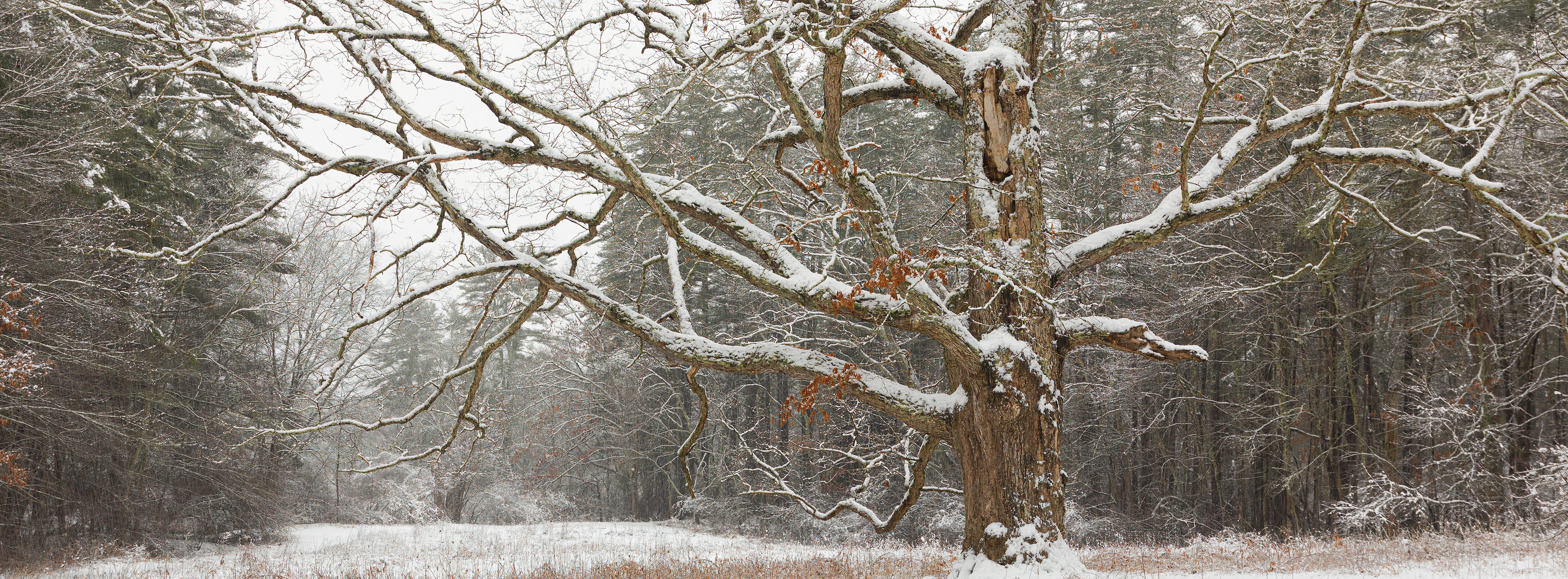The Elder Statesman in the Snow
