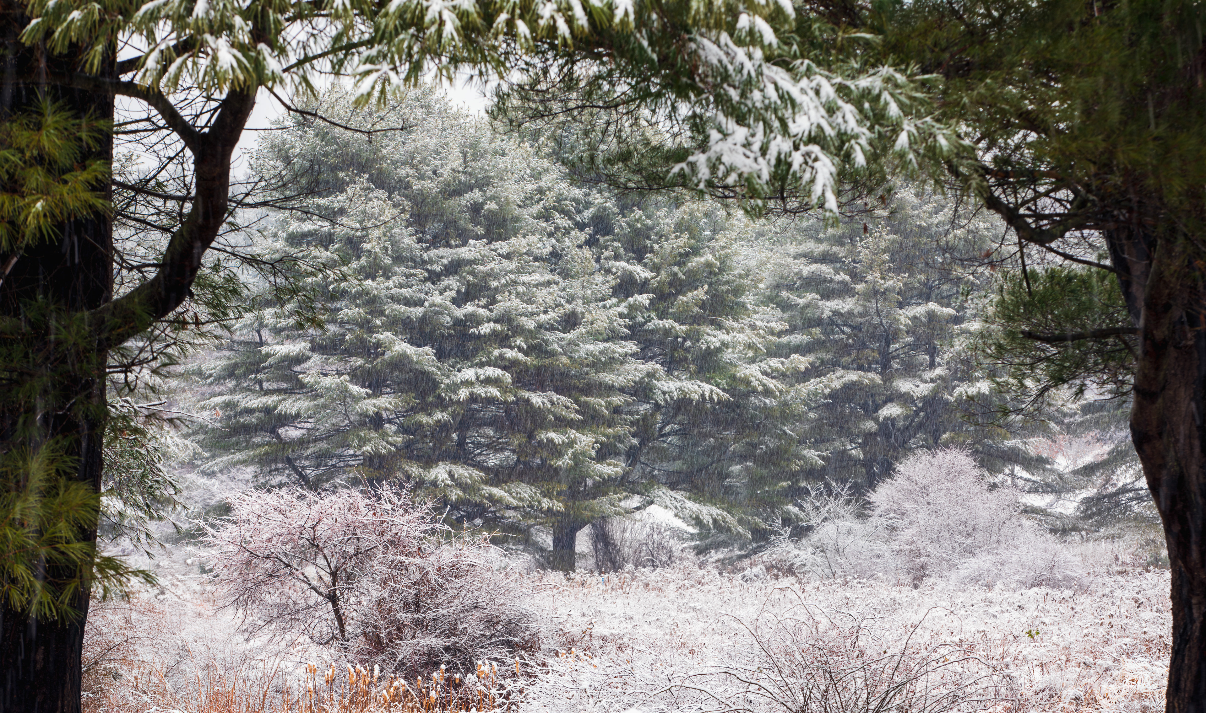 Winter Window