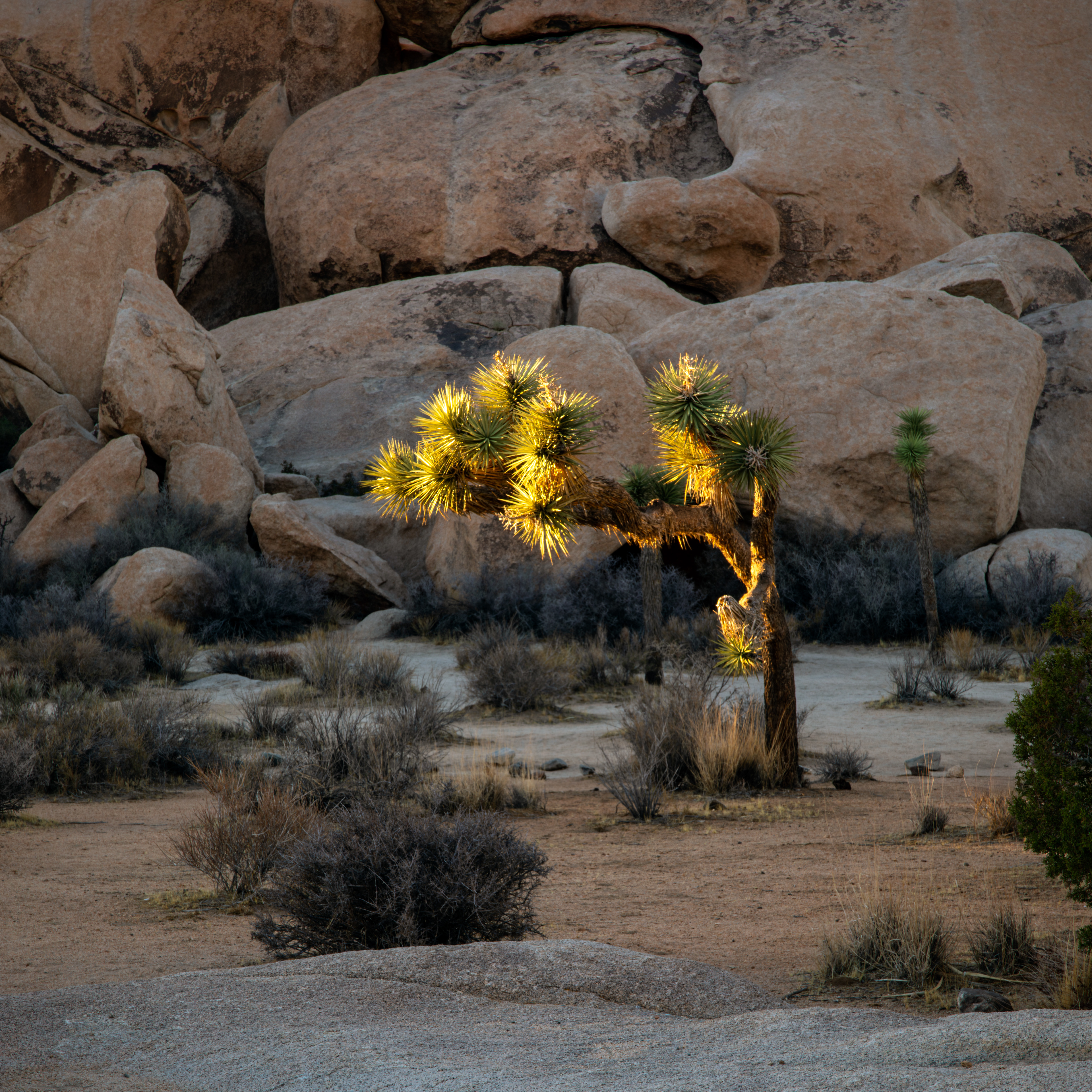 Sunlit